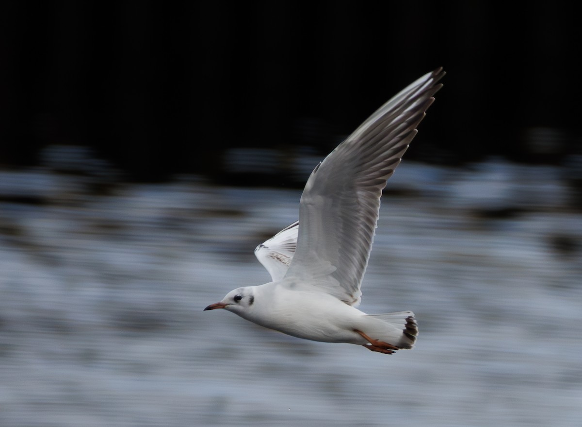 紅嘴鷗 - ML646599080