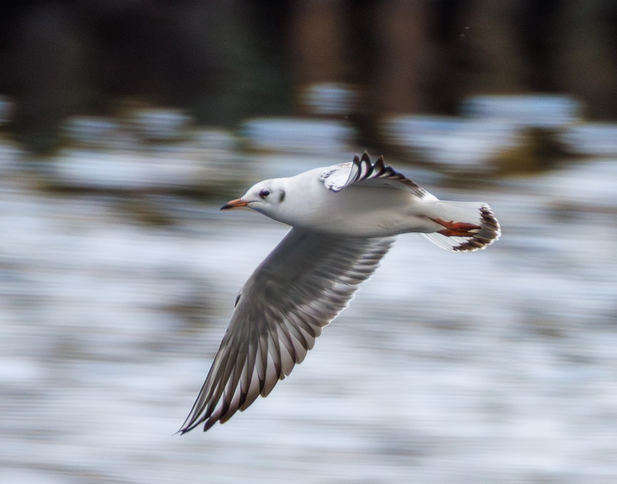 紅嘴鷗 - ML646599081