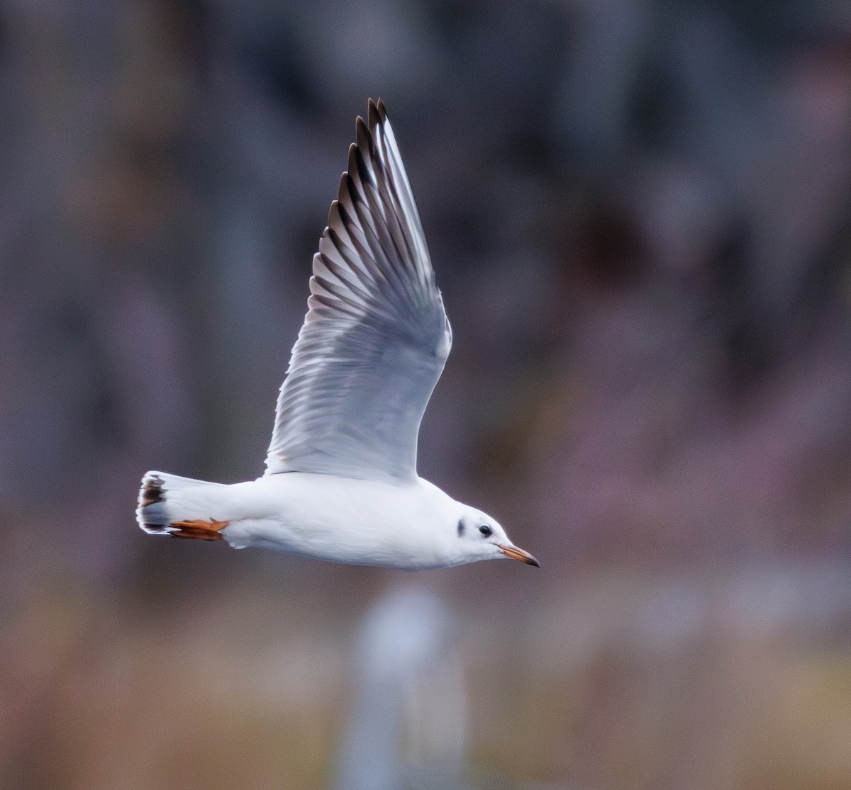 紅嘴鷗 - ML646599083