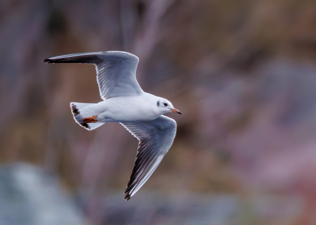 紅嘴鷗 - ML646599084