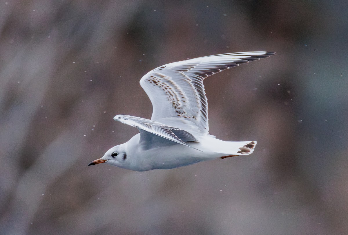 紅嘴鷗 - ML646599085