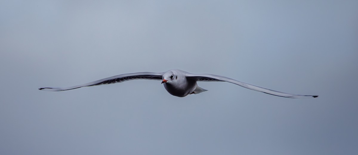 紅嘴鷗 - ML646599086