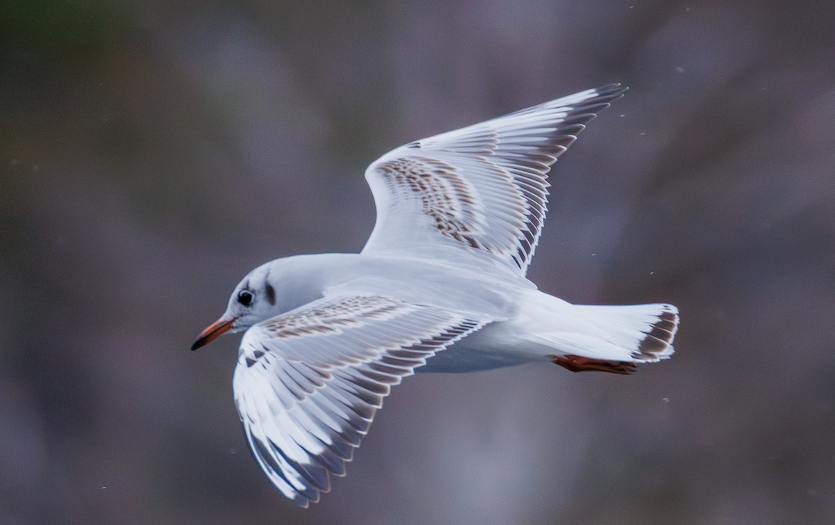 紅嘴鷗 - ML646599087