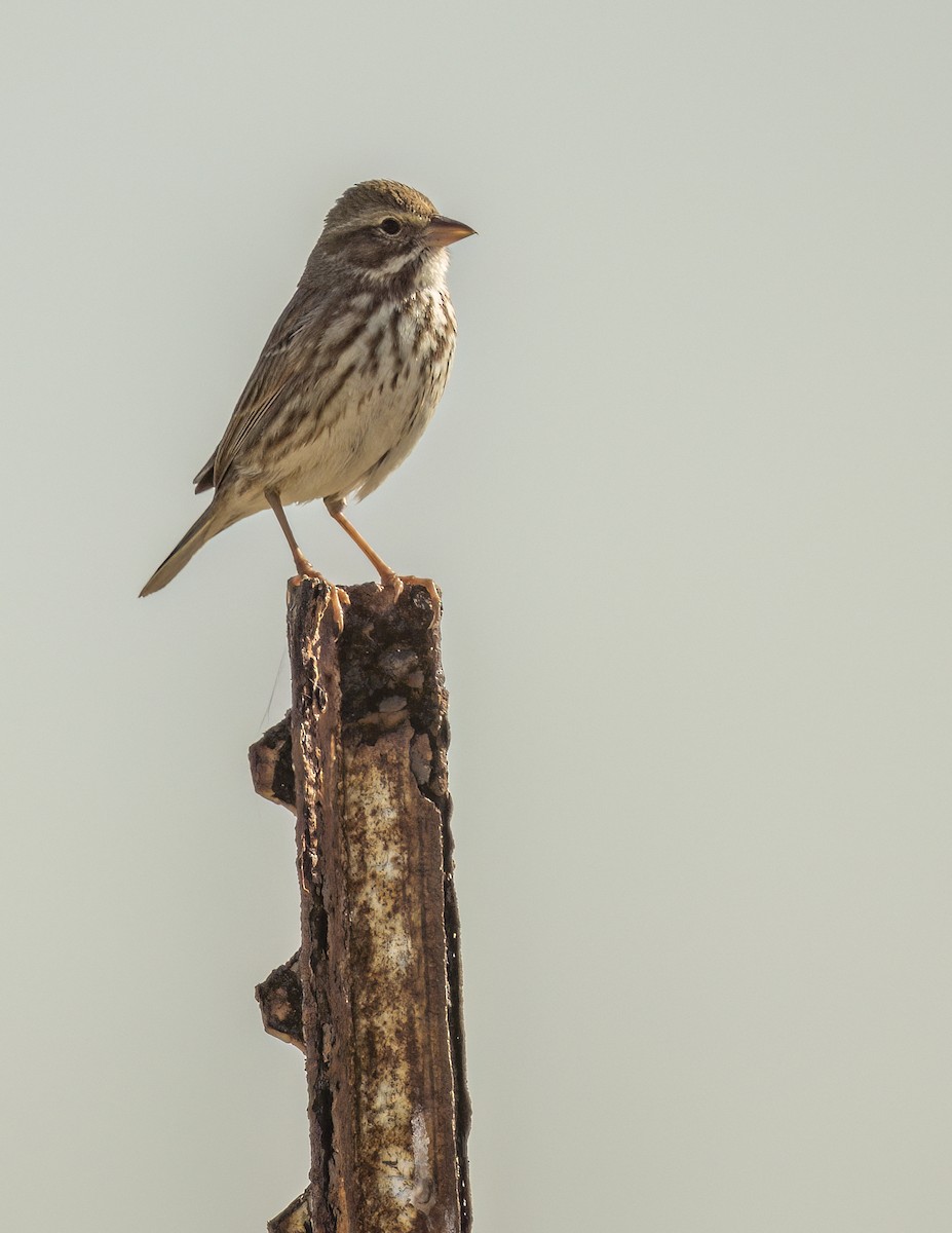 Savannah Sparrow - ML646599088