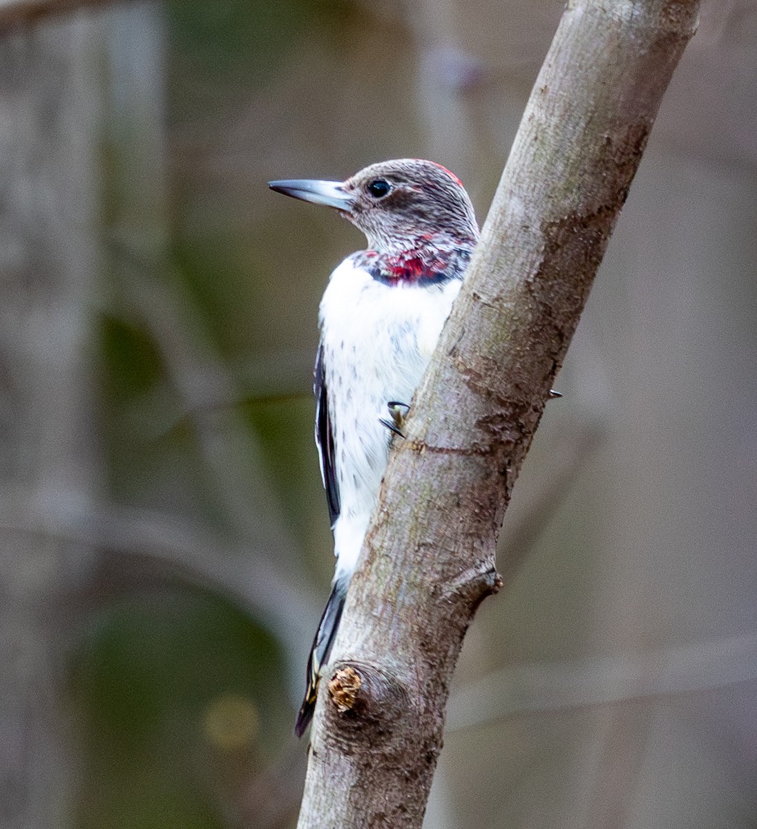 Red-headed Woodpecker - ML646599089