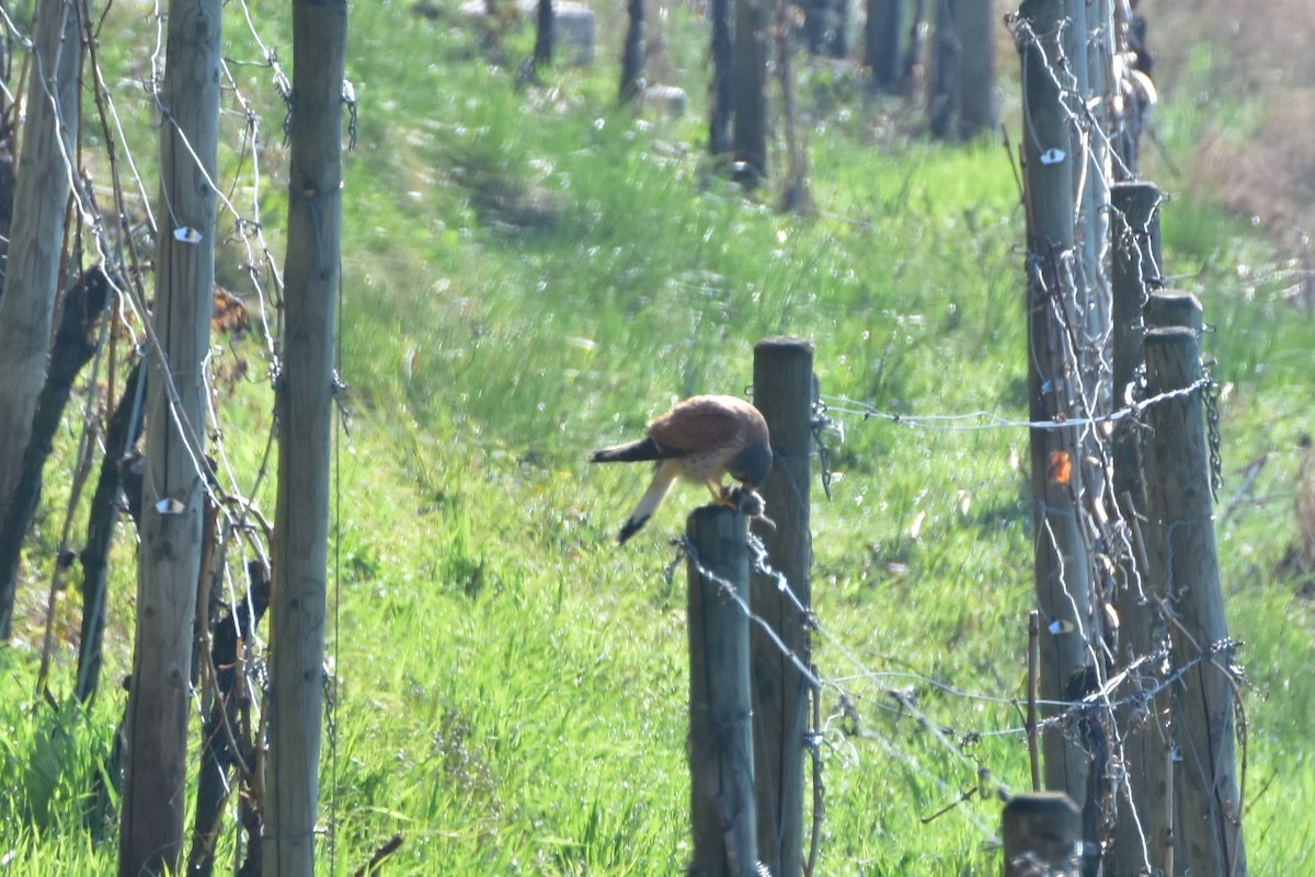 Kerkenez [tinnunculus grubu] - ML646599090