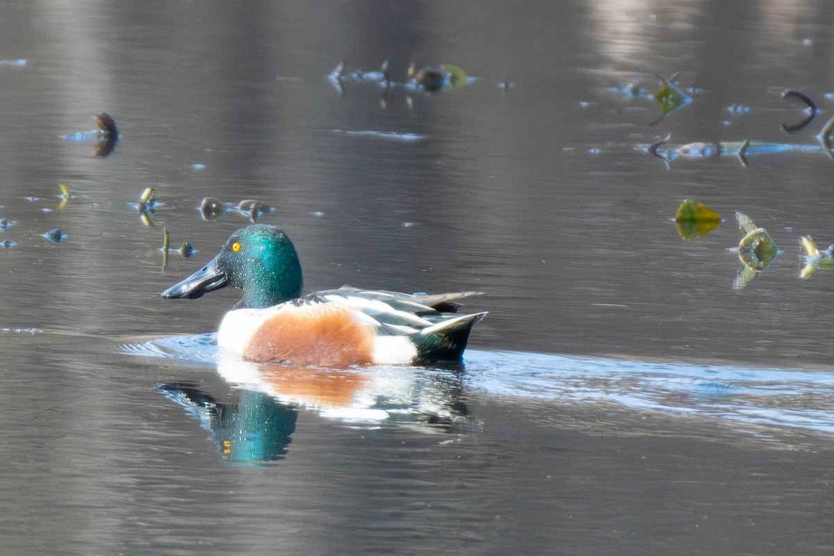 Northern Shoveler - ML646599091