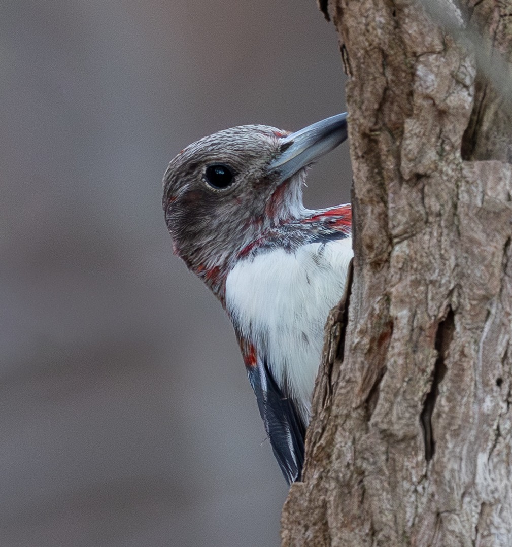 Red-headed Woodpecker - ML646599092
