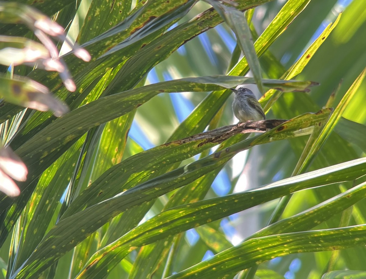 svartkroneknøttyrann - ML646599093