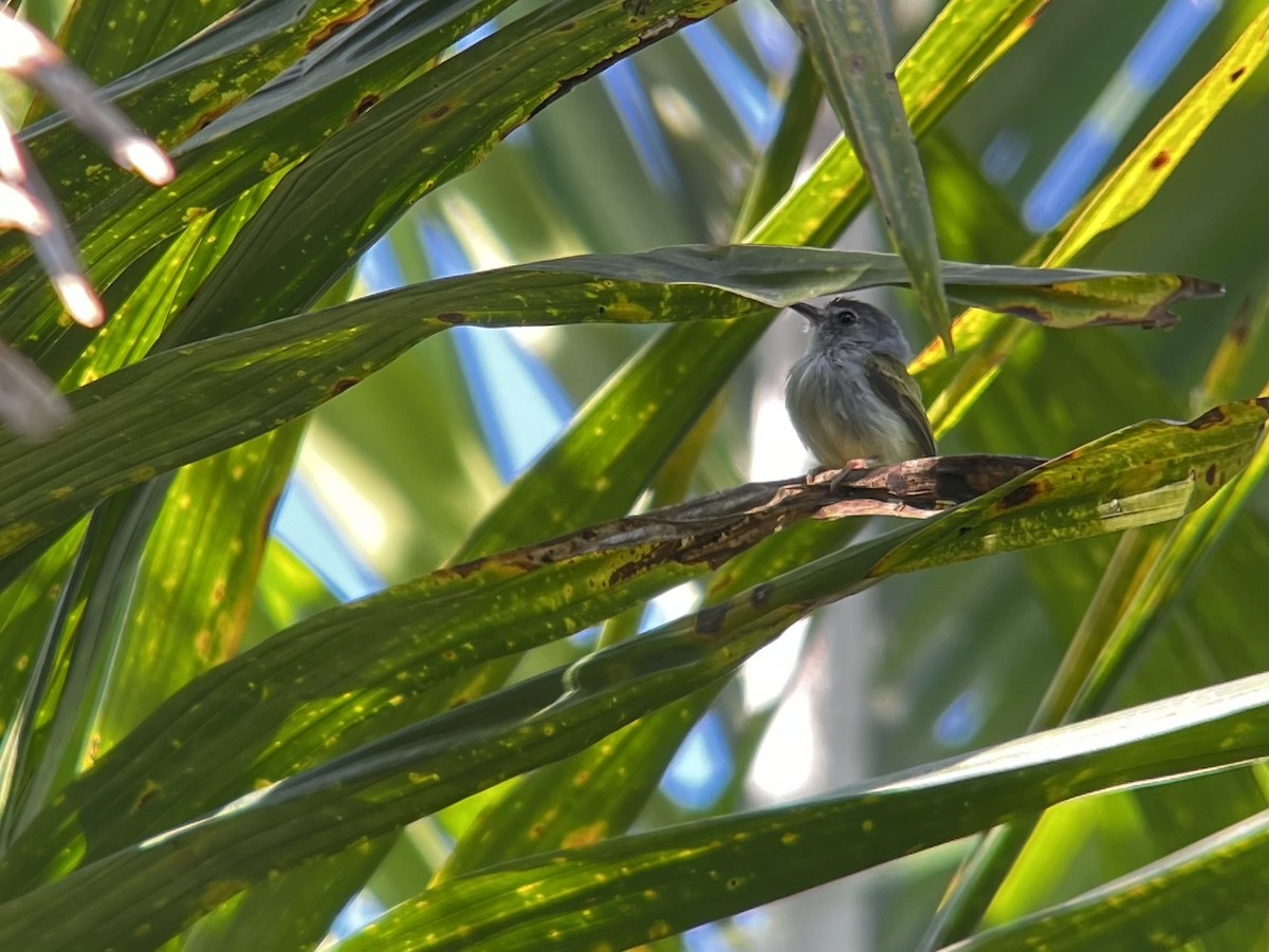 svartkroneknøttyrann - ML646599094