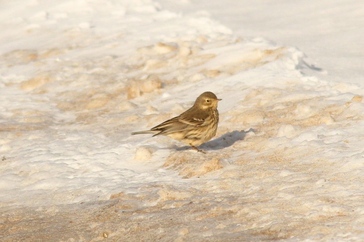 Pipit d'Amérique - ML646599095