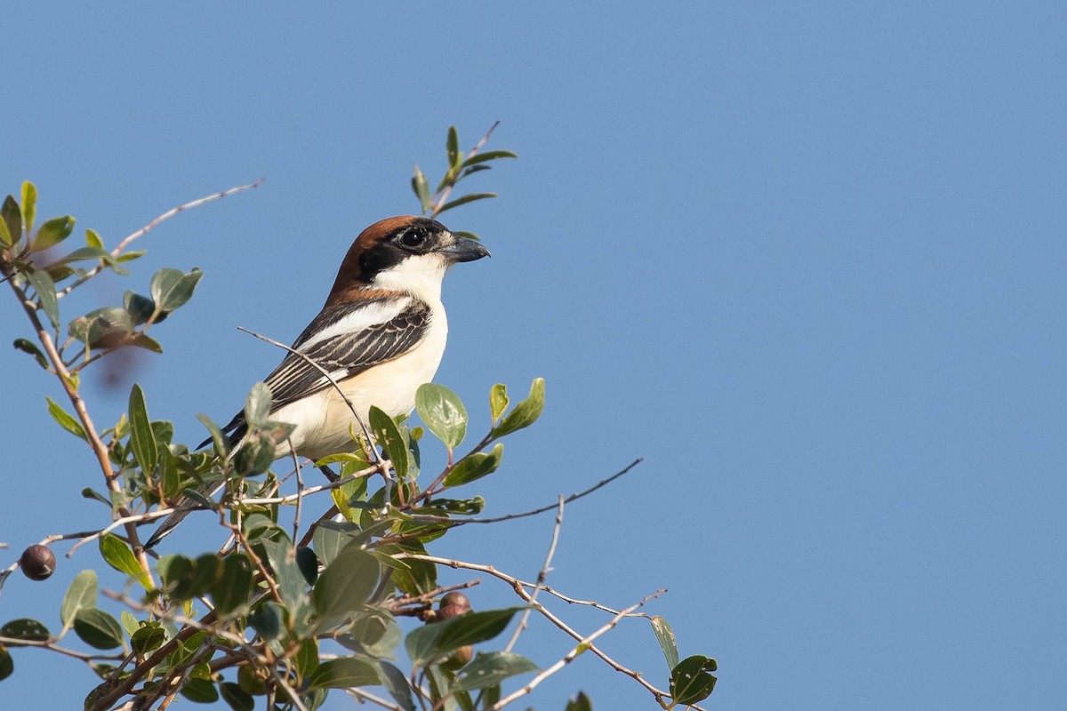 Kızıl Başlı Örümcekkuşu - ML646599096