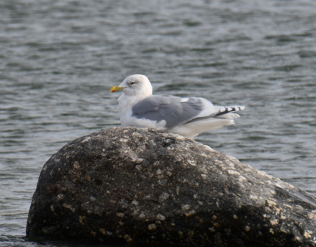 Iceland Gull - ML646599097