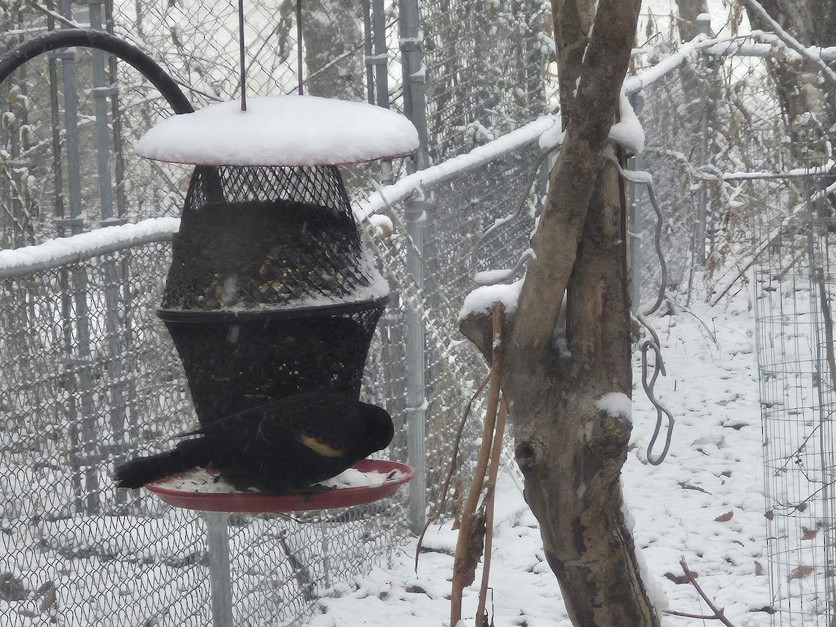 Al Kanatlı Karatavuk [phoeniceus grubu] - ML646599098