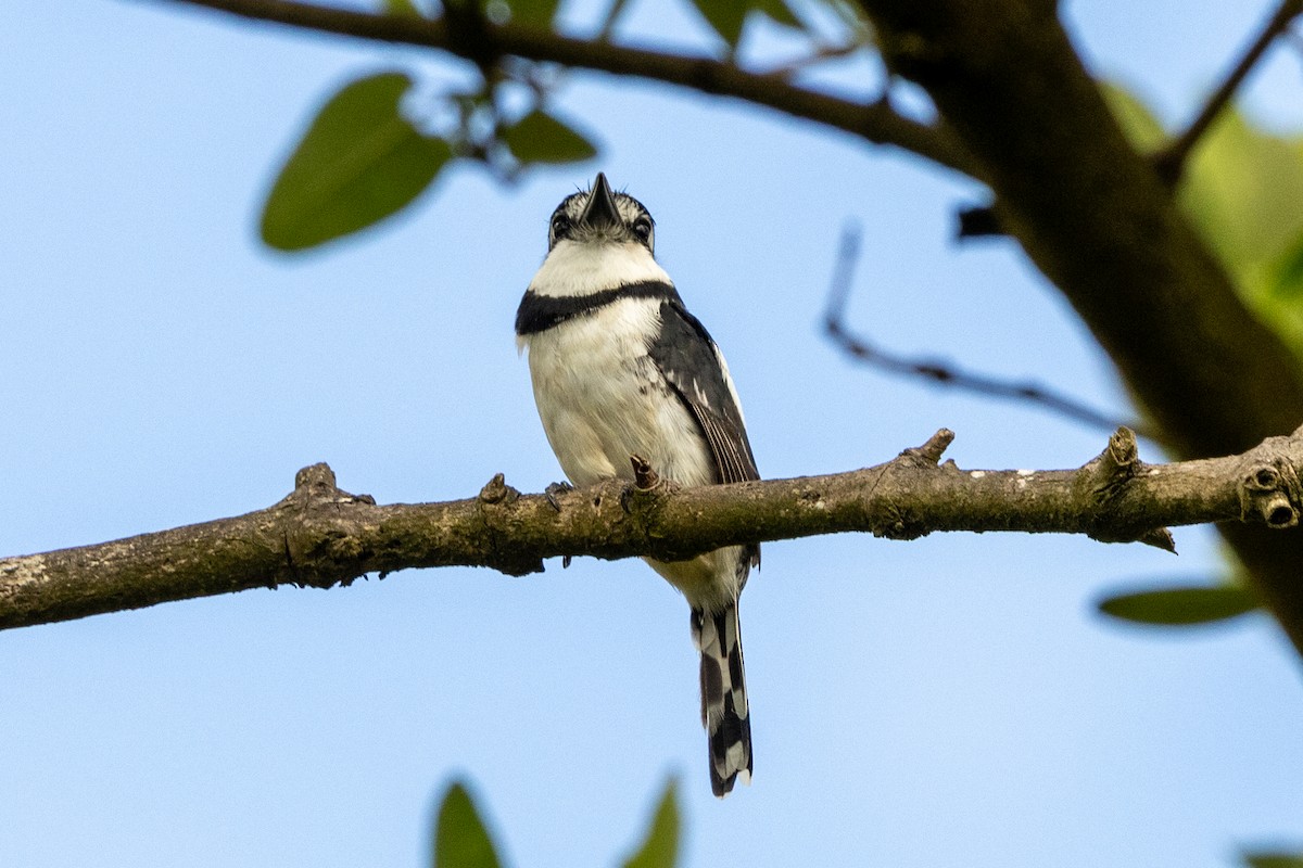 Pied Puffbird - ML646599099