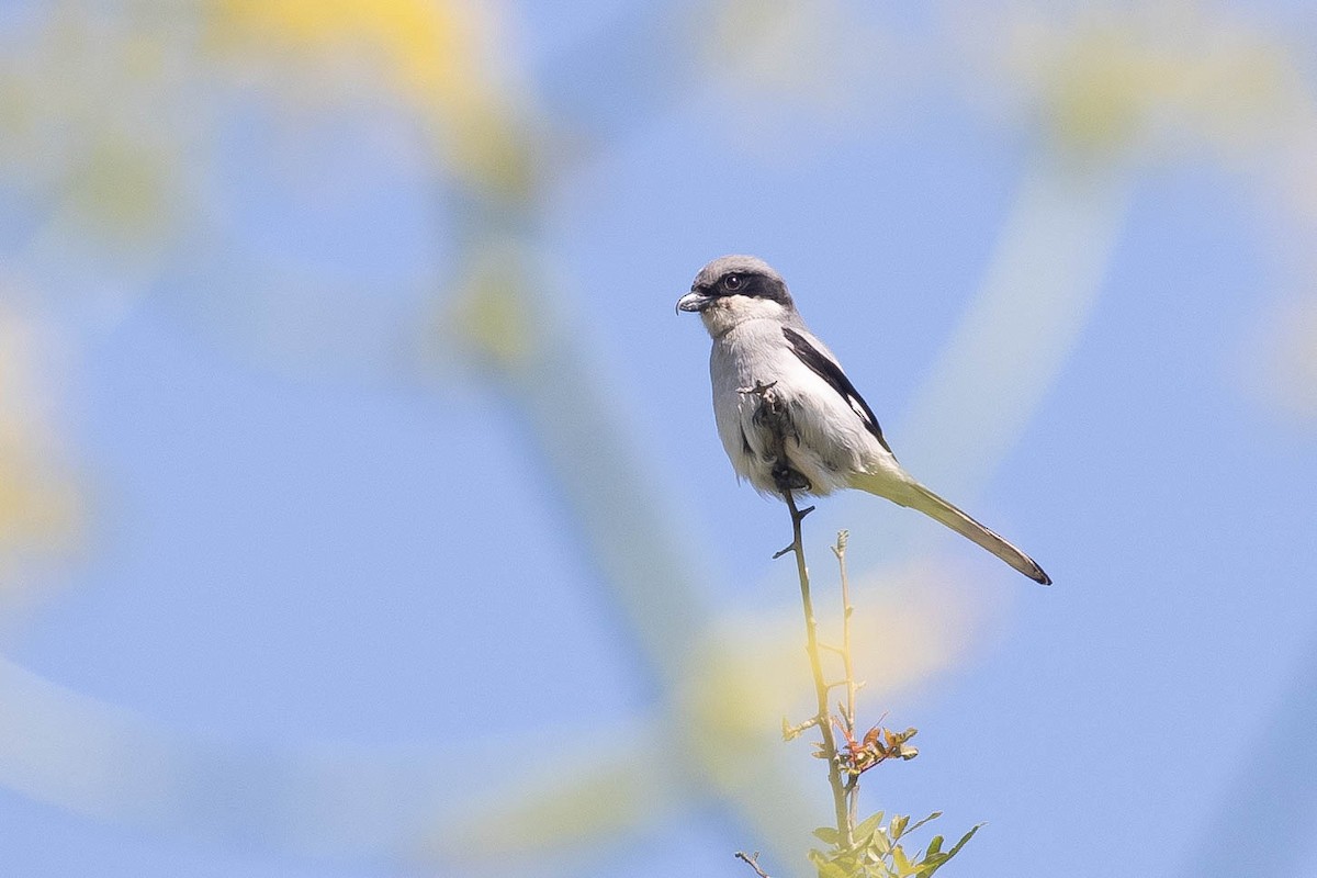 Büyük Örümcekkuşu - ML646599100