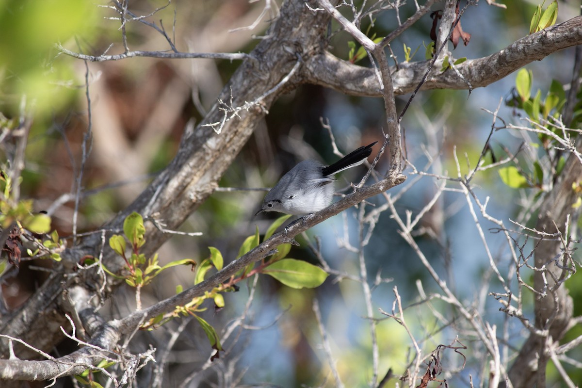 Cuban Gnatcatcher - ML646599101
