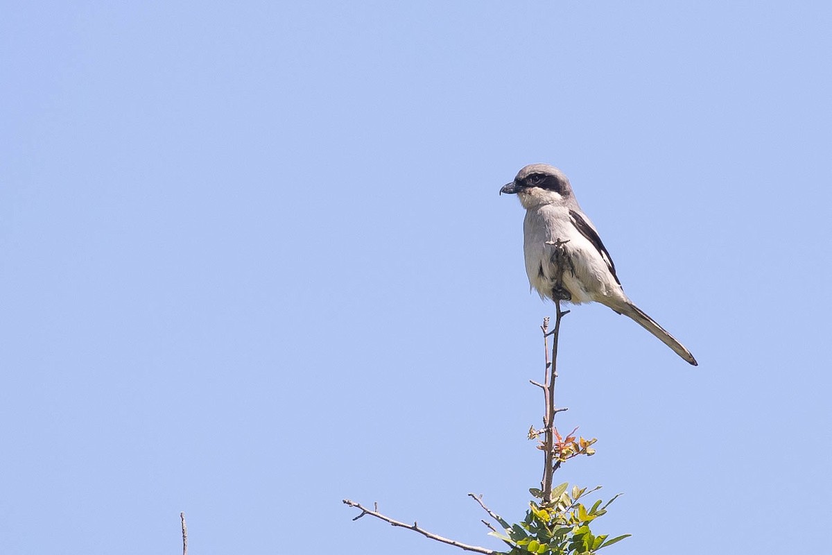 Büyük Örümcekkuşu - ML646599103