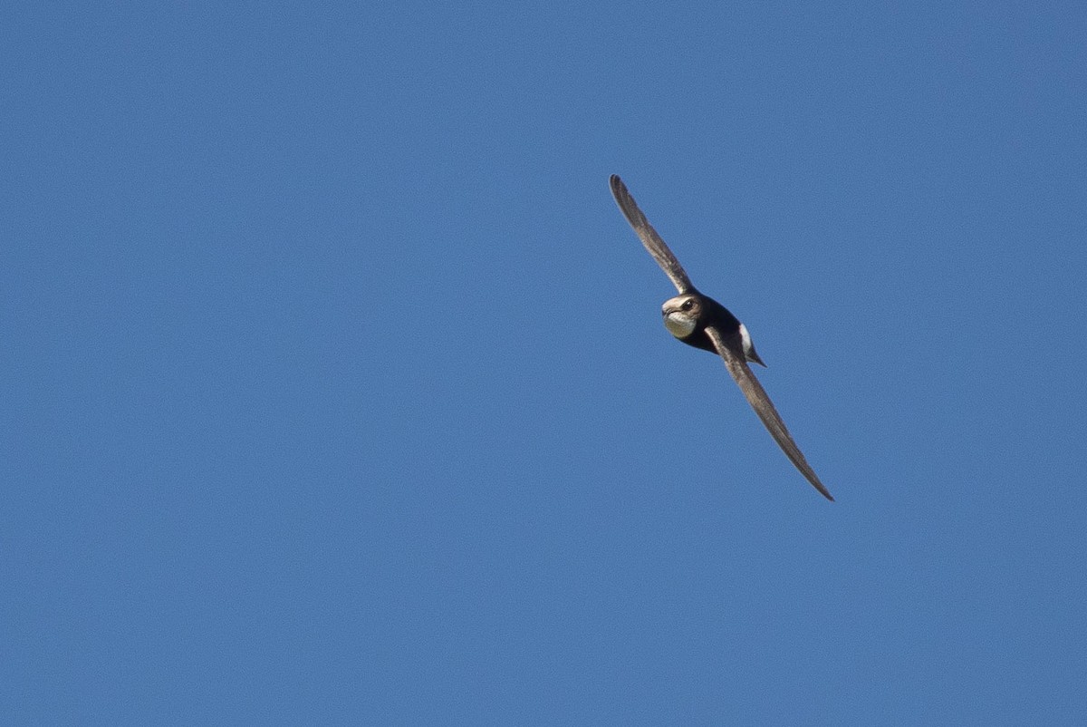 Küçük Ebabil - ML646599106