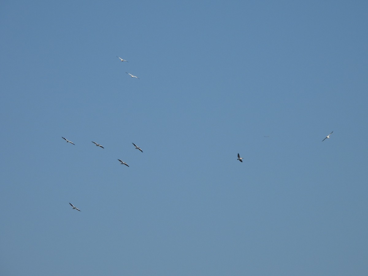American White Pelican - ML646599108