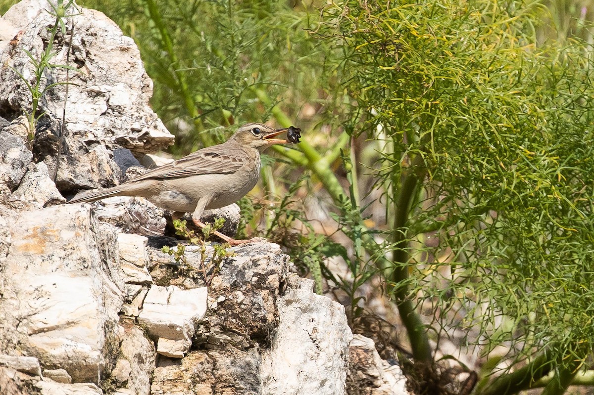 Uzun Gagalı İncirkuşu (captus) - ML646599109