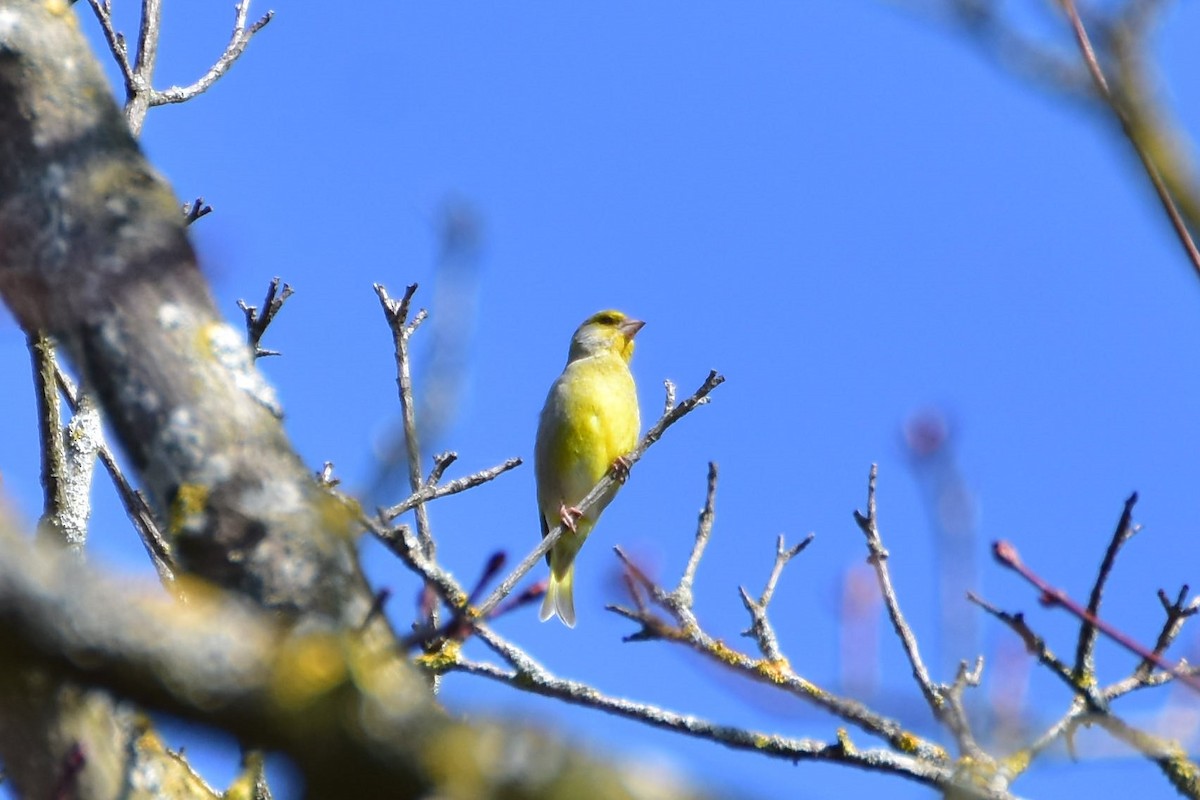 Florya - ML646599116