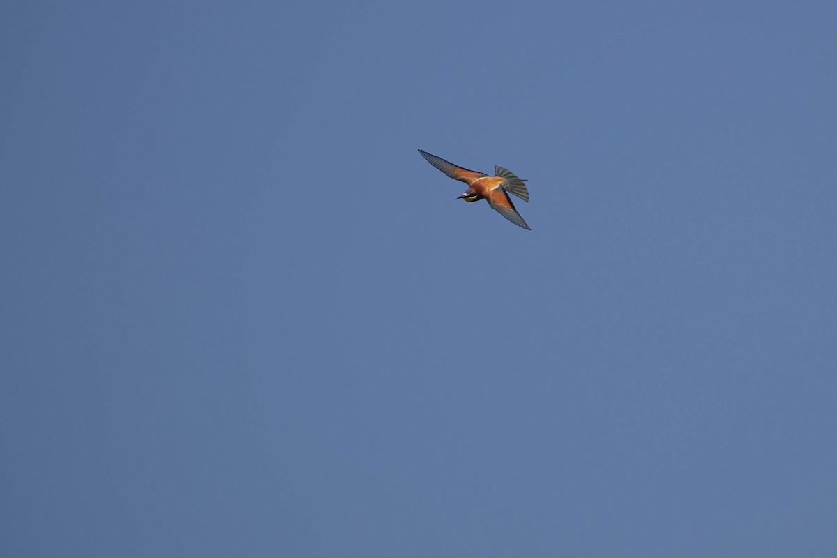 Arıkuşu - ML646599117