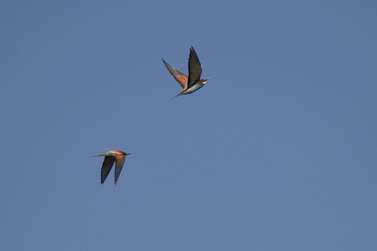 Arıkuşu - ML646599118