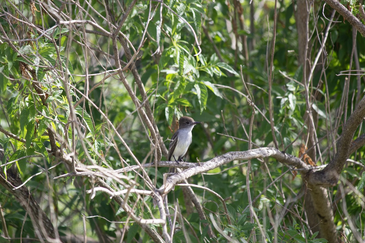 La Sagra's Flycatcher - ML646599119