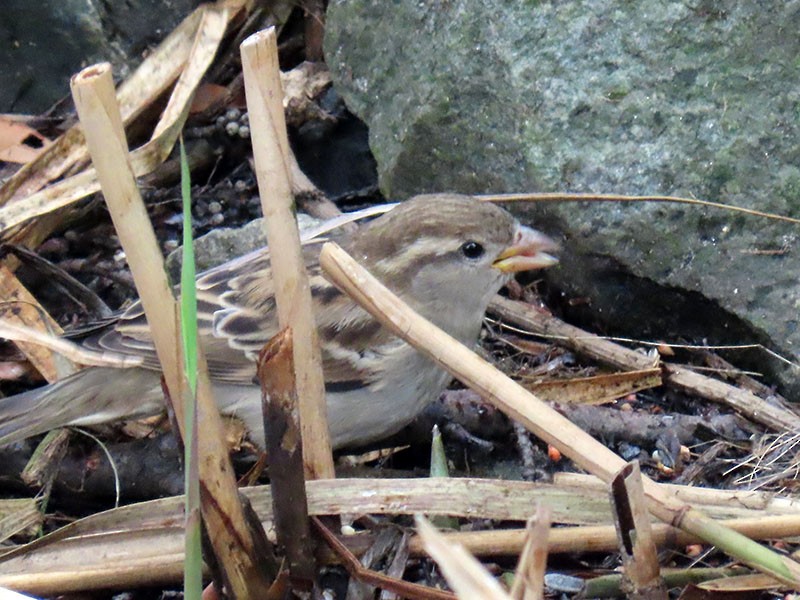 vrabec domácí - ML646599121