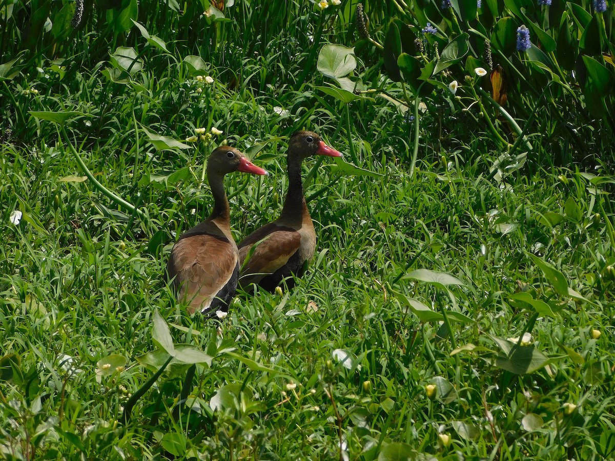 Black-bellied Whistling-Duck - ML646599129