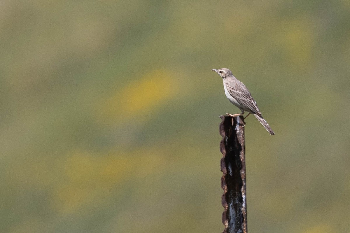 Uzun Gagalı İncirkuşu (captus) - ML646599130