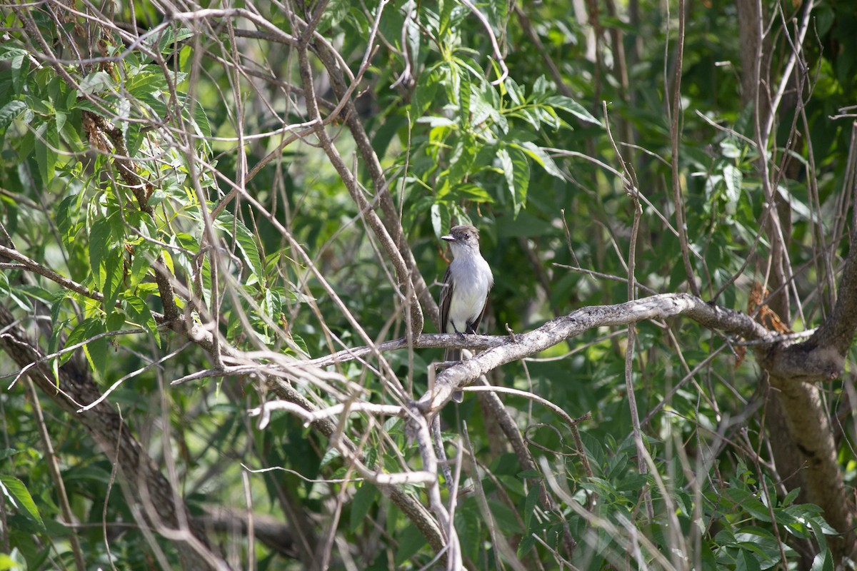 La Sagra's Flycatcher - ML646599132