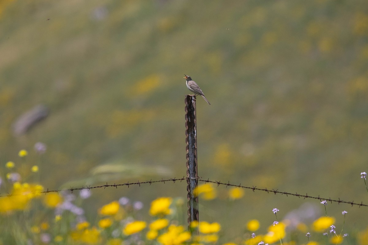 Uzun Gagalı İncirkuşu (captus) - ML646599133