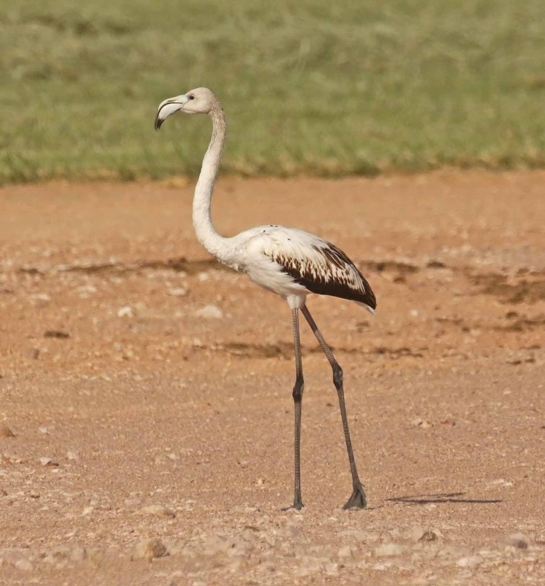 Ягаан нал - ML646599137