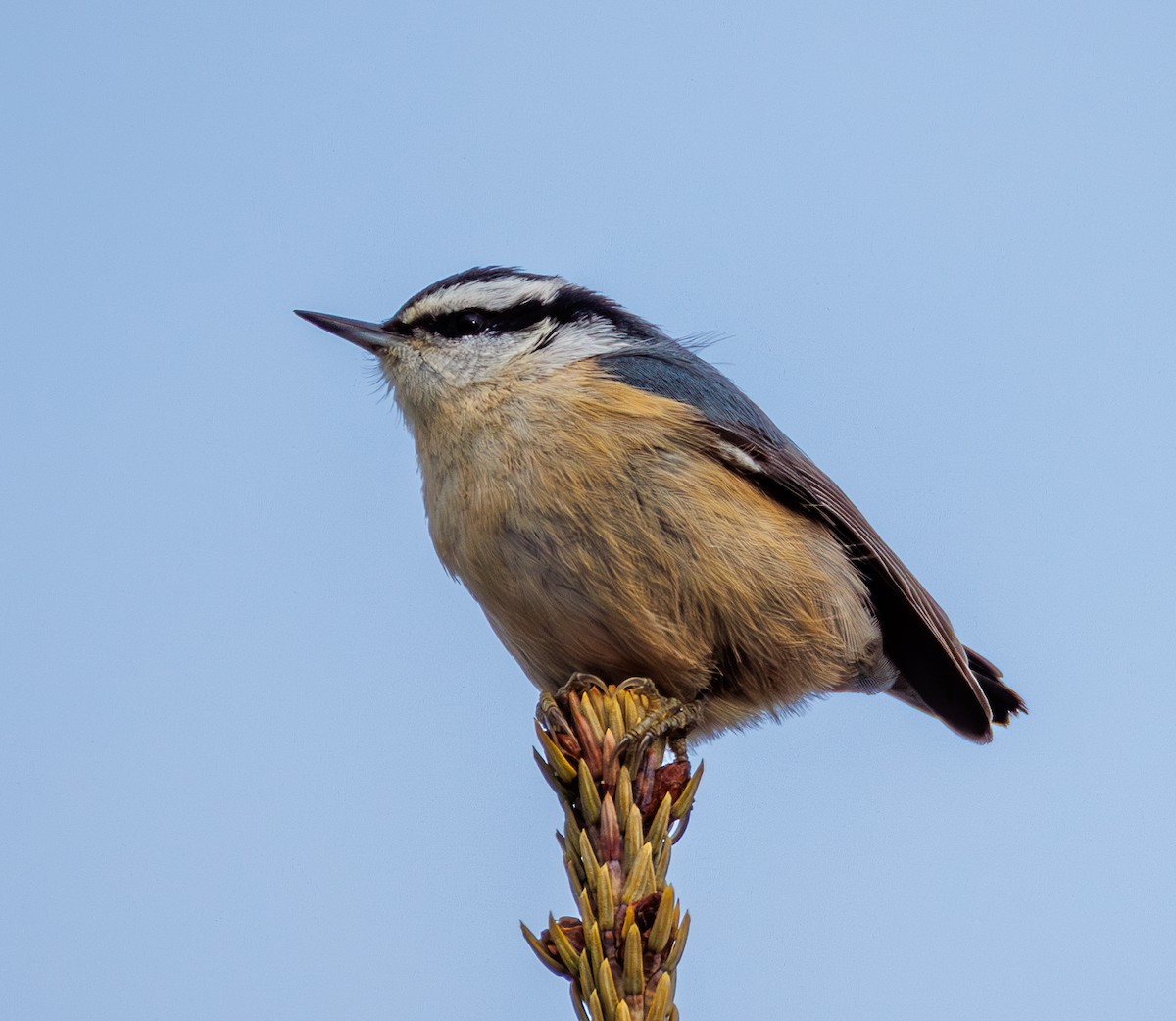 Red-breasted Nuthatch - ML646599138