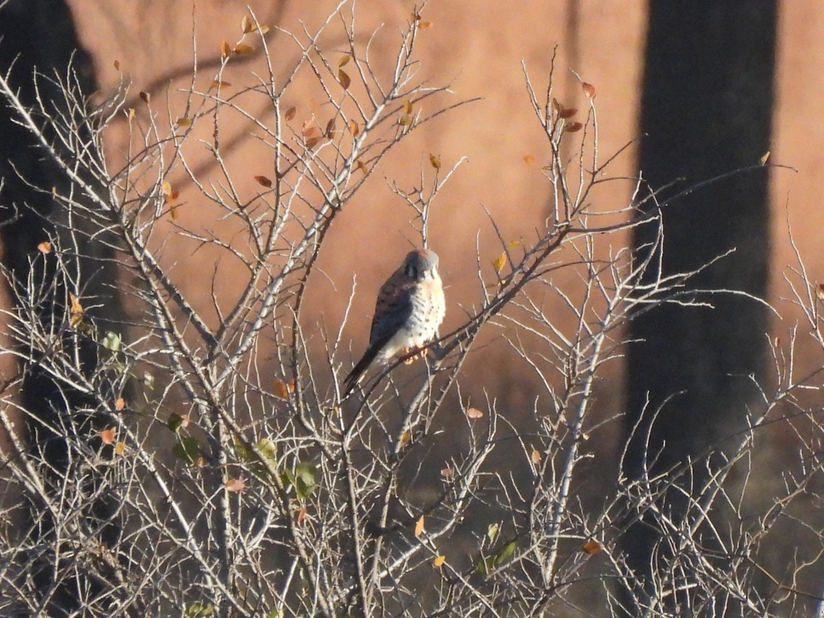 American Kestrel - ML646599140