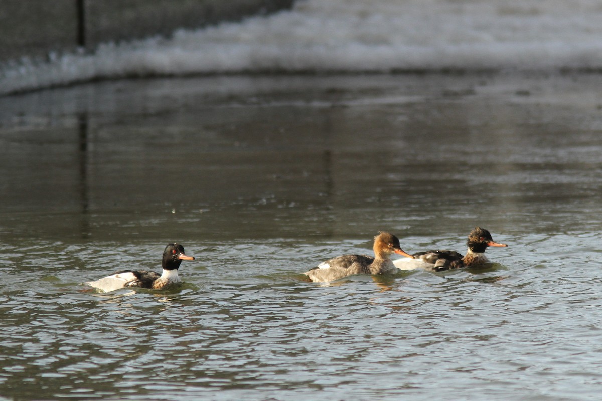 Harle huppé - ML646599141