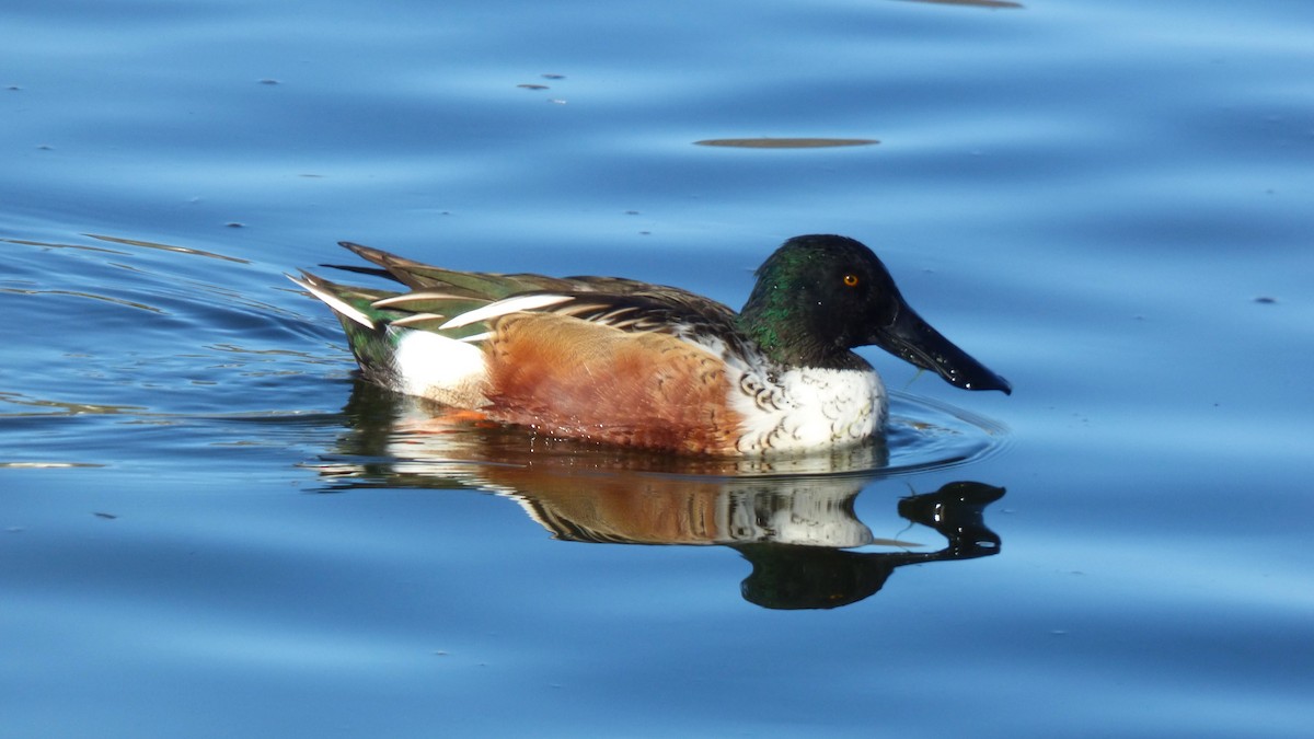 Ahate mokozabal zuria - ML646599143