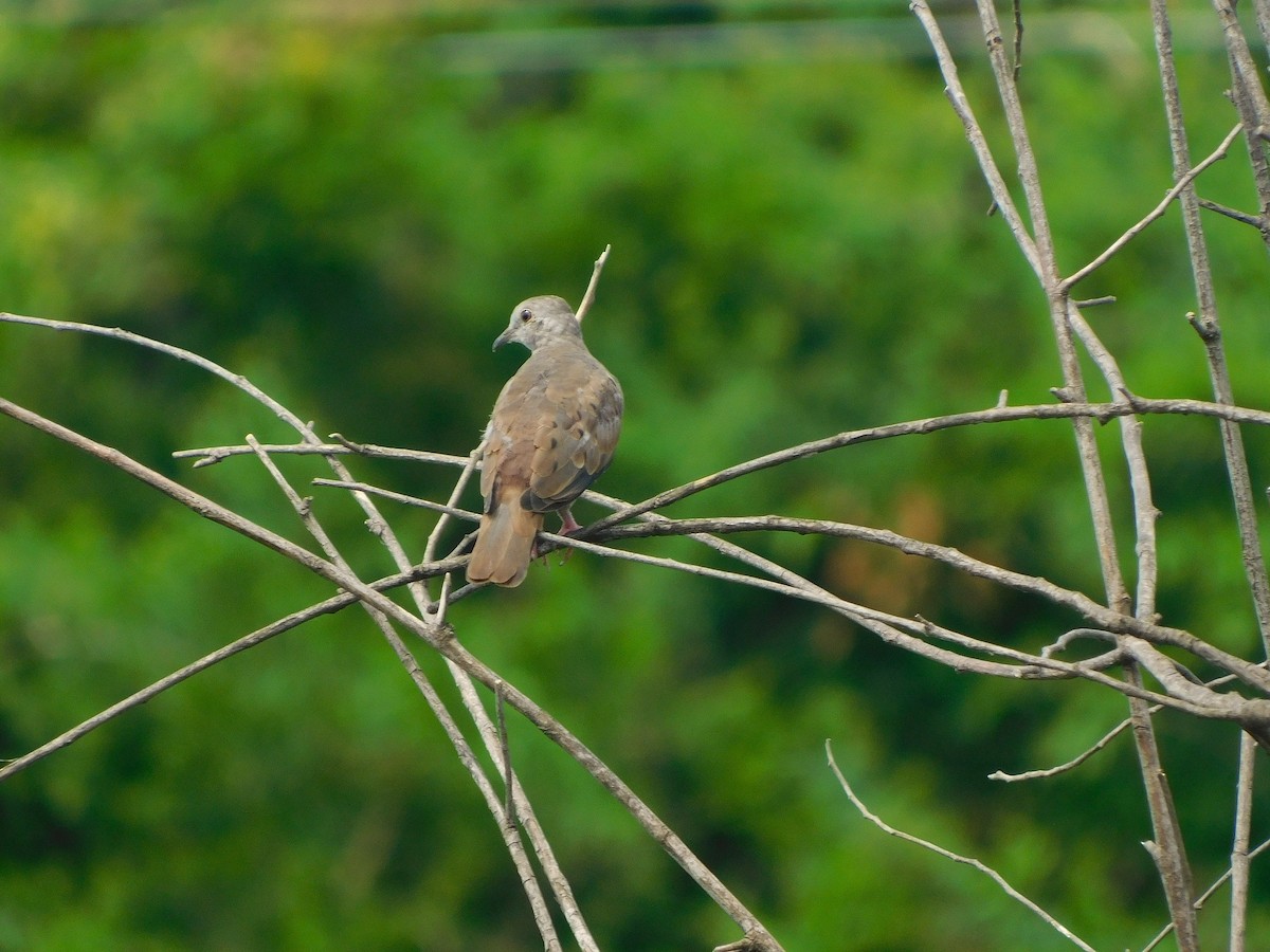 Ruddy Ground Dove - ML646599146