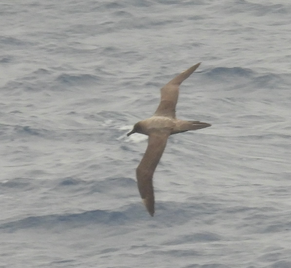 Light-mantled Albatross - ML646599158
