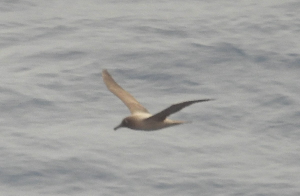 Light-mantled Albatross - ML646599159