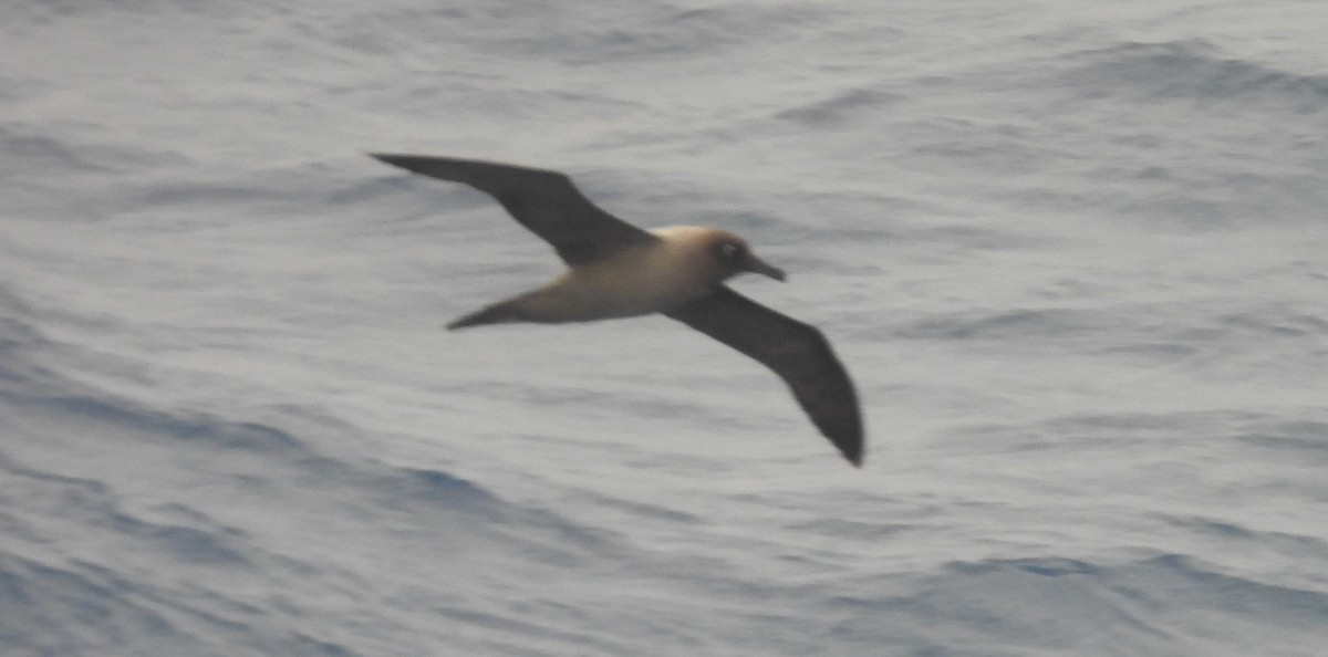 Light-mantled Albatross - ML646599160