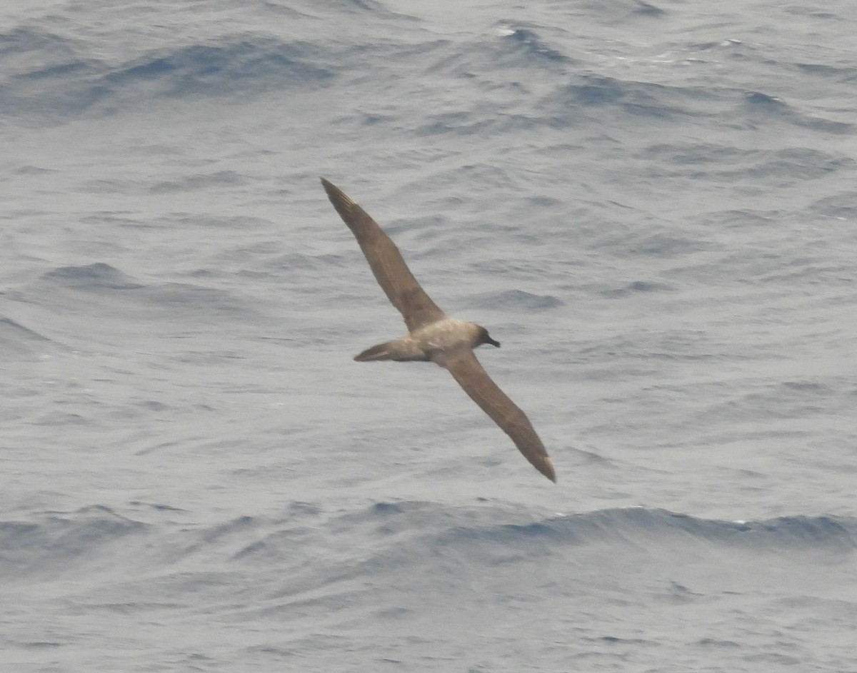 Light-mantled Albatross - ML646599161