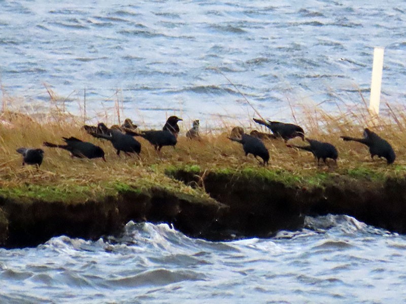 båtstjerttrupial - ML646599163