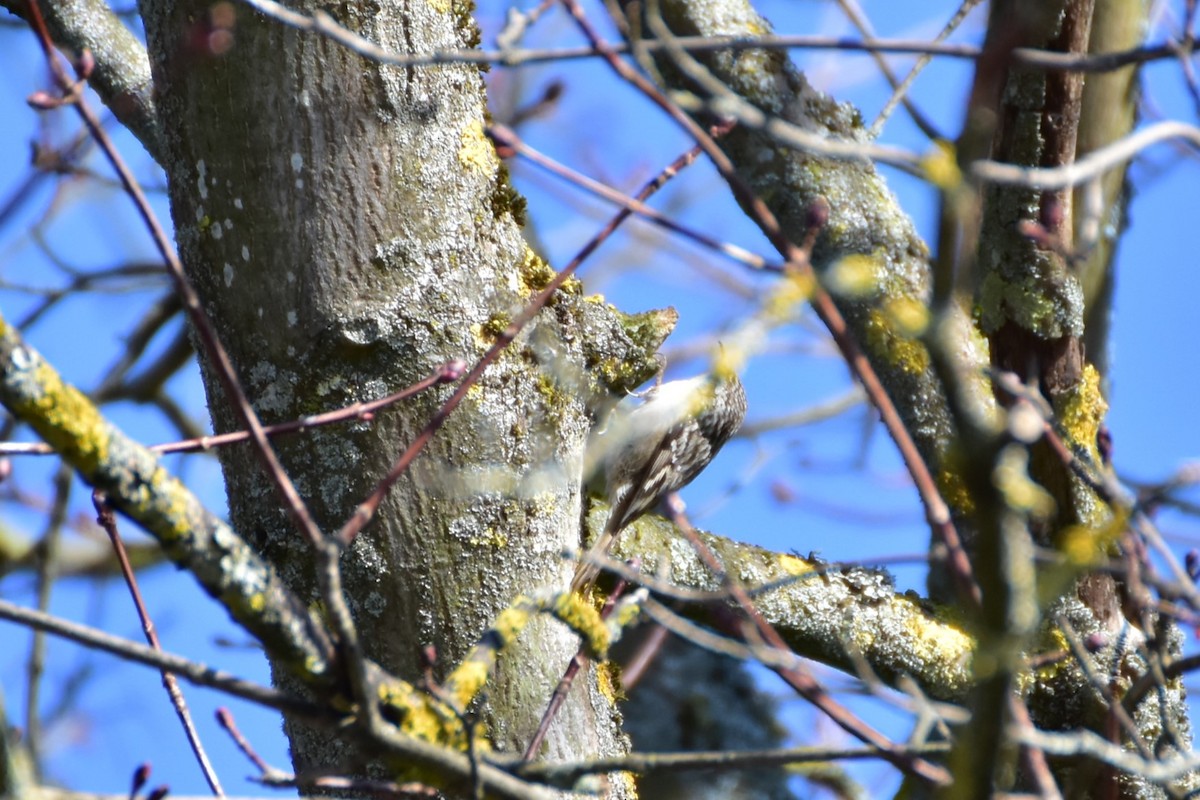 Bahçe Tırmaşıkkuşu - ML646599168