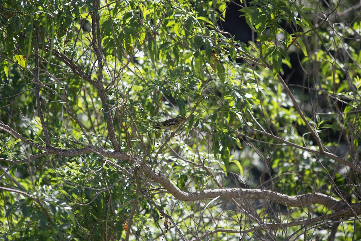 ホオアカアメリカムシクイ - ML646599169