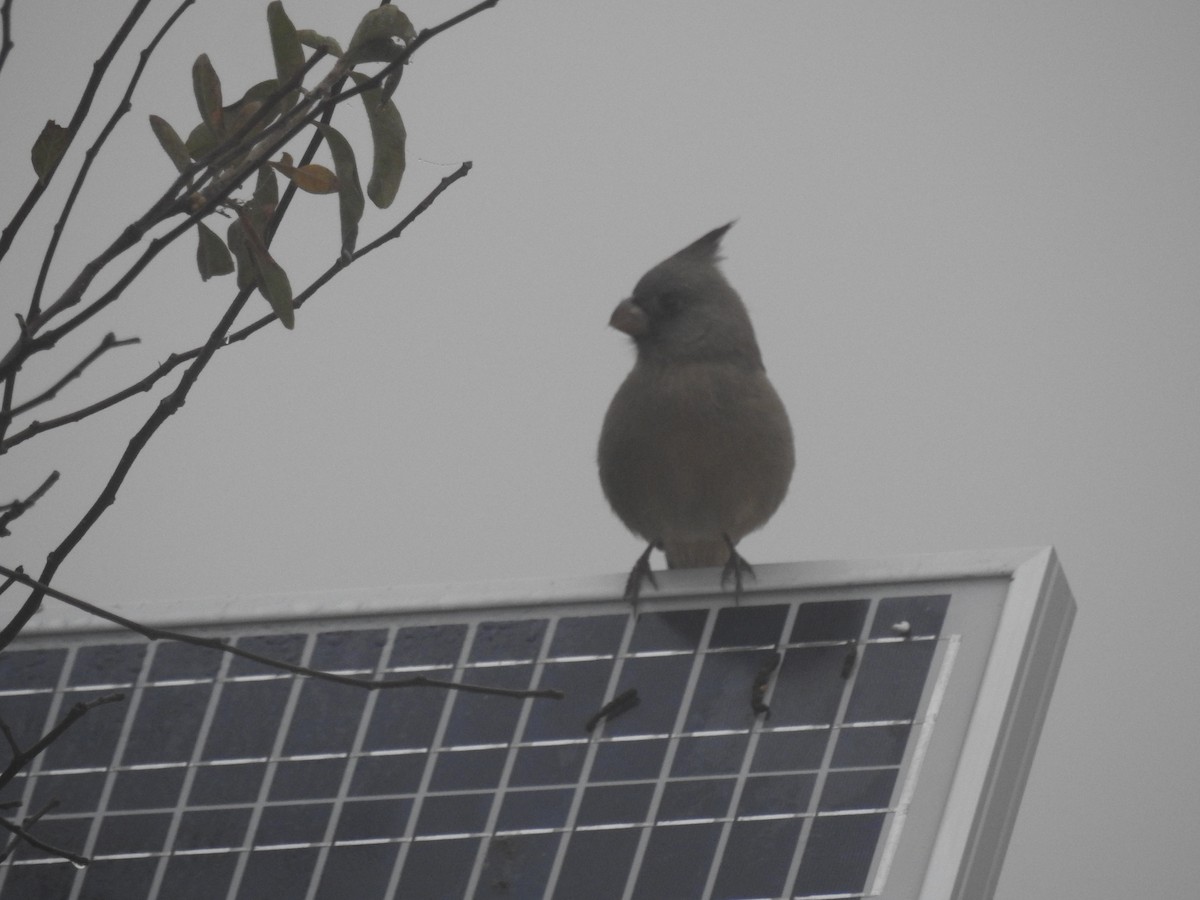 Pyrrhuloxia - ML646599170