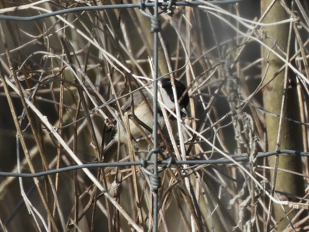 Carolina Chickadee - ML646599171