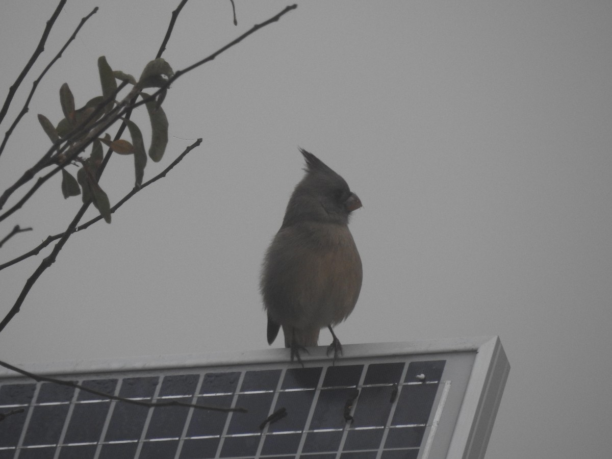 Pyrrhuloxia - ML646599174